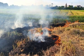  Đốt rơm rạ tại cánh đồng. (Ảnh: Công Luật/TTXVN)