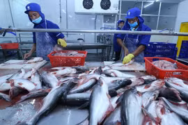 Chế biến cá tra xuất khẩu của Việt Nam. (Ảnh: Vũ Sinh/TTXVN)