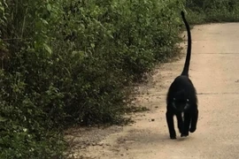 Cá thể Voọc gáy trắng xuất hiện tại huyện Hướng Hóa. (Nguồn: baotainguyenmoitruong)