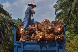 Nông dân thu hoạch cọ tại tỉnh Riau của Indonesia. (Ảnh: AFP/TTXVN)