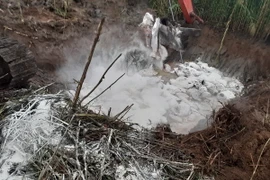 Lợn được tiêu hủy ngay sau có kết quả dương tính với bệnh dịch tả châu Phi. (Ảnh: Chanh Đa/TTXVN)