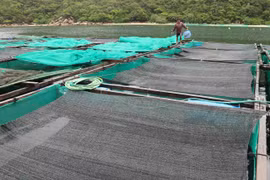 Bè nuôi tôm hùm của một hộ dân trên vịnh Vân Phong ở xã Vạn Thạnh, huyện Vạn Ninh, Khánh Hòa. (Ảnh: Nguyễn Dũng/TTXVN)