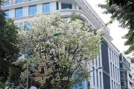 Ngắm sắc trắng hoa sưa giữa Hà Nội mùa thay lá
