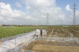 Phần tuyến đất nông nghiệp. (Ảnh: Nguyễn Oanh/TTXVN)