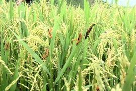 Châu chấu lưng vàng tàn phá lúa tại huyện biên giới Mường Lát, tỉnh Thanh Hóa. (Ảnh: Nguyễn Nam/TTXVN)