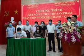 Doanh nghiệp xuất khẩu ký biên bản hợp tác tiêu thụ nhãn với các hợp tác xã Đại Thành, huyện Quốc Oai. (Ảnh: Phương Anh/TTXVN)