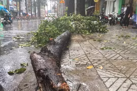 Mưa kèm giông lốc làm nhánh cây có đường kính lớn bất ngờ tét nhánh rơi xuống đường 3/2 khiến 2 người bị thương.