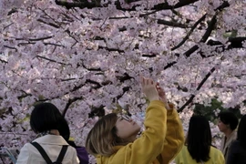 Du khách chiêm ngưỡng vẻ đẹp của hoa anh đào tại Tokyo, Nhật Bản năm 2019. (Ảnh: AFP/TTXVN)