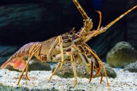 Tôm hùm. (Nguồn: Shutterstock)