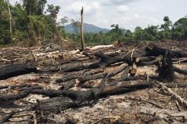 Ban quản lý rừng phòng hộ Ia Grai đã để mất, bị lấn chiếm hơn 360ha rừng. (Nguồn: baogialai.com.vn) 