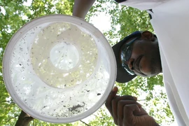 Nhân viên y tế Mỹ bắt muỗi để nghiên cứu tại tây bắc Washington. (Nguồn: AFP/TTXVN)