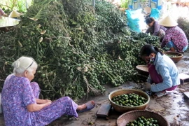 Tách cau non tại cơ sở thu mua cau non ở thị xã Hương Trà. (Ảnh: Hồ Cầu/TTXVN)