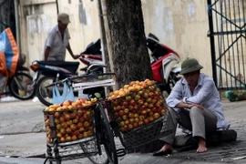 (Ảnh minh họa: Thành Đạt/TTXVN)