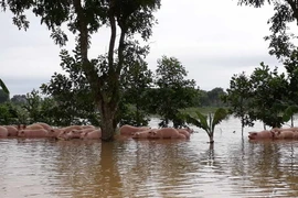 Đàn lợn đang còn sống đi giữa dòng nước. (Ảnh: Nguyễn Nam/TTXVN)