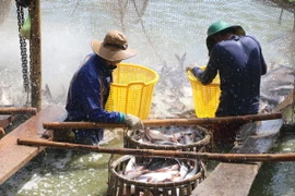 Thu hoạch cá tra. (Ảnh: Nguyễn Văn Trí/TTXVN)