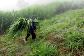 (Ảnh minh họa: Thế Duyệt/TTXVN)