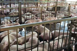 (Ảnh minh họa: Tuấn Anh/TTXVN phát)