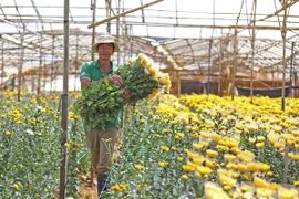 Ảnh minh họa. (Nguồn: TTXVN)