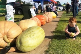 Hình ảnh các quả bí tham dự cuộc thi. (Nguồn: ABC)