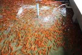 Cả làng cười tươi nhờ cá chép ông Táo được mùa