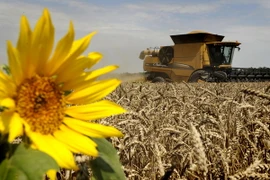 Thu hoạch lúa mỳ ở vùng Krasnodar, miền nam Nga. (Nguồn: AFP/TTXVN) 