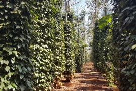 Ảnh minh họa. (Nguồn: TTXVN)