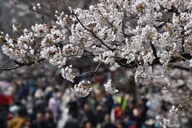  Hoa anh đào nở rộ khắp đường phố ở Washington