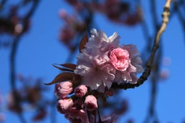 Ngày hội hoa anh đào Đà Lạt 