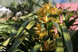 Địa lan Sapa đắt giá nhưng vẫn hút khách dịp Tết Nguyên đán