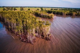 Một vạt rừng phòng hộ ven biển ở xã Khánh Bình Tây, huyện Trần Văn Thời bị xâm thực.