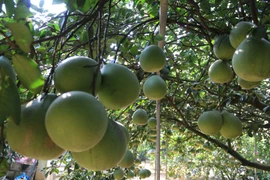 Bưởi xa danh Bến Tre được ưa chuộng tại các thị trường lớn 