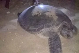 Ảnh minh họa. (Nguồn: TTXVN)