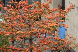 Mê mẩn với những bức ảnh hoa gạo chỉ có ở Hà Nội