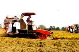 Ảnh minh họa. (Nguồn: TTXVN)