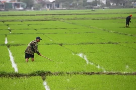 Nông dân Đồng bằng sông Cửu Long vui mừng vì lúa Đông Xuân được giá