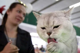 Đến Saint Petersburg để ngắm chú mèo trị giá gần 24.000 USD
