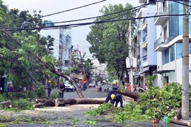 Nhiều cây xanh ở Hà Nội chết khô mà không được thay thế