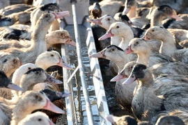 Vịt nuôi tại một trang trại ở Bars, Tây Nam nước Pháp ngày 5/1/2017. (Nguồn: AFP/TTXVN) 