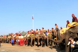 Có tới 68 chú voi tham dự lễ Festival voi Xayabouly trong năm nay. (Ảnh: Phạm Kiên/Vietnam+)