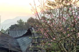 Ngắm hoa anh đào trên đảo hoa giữa lòng hồ Pá Khoang