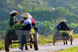 Ảnh minh họa. (Nguồn: TTXVN)