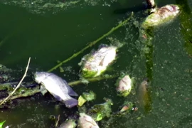  Cá chết nổi trên sông Hinh. (Ảnh: Thế Lập/TTXVN)