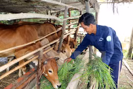 Ảnh minh họa. (Nguồn: TTXVN)