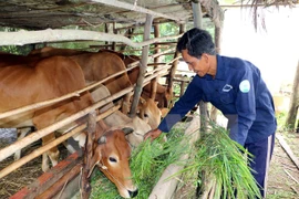Ảnh minh họa. (Nguồn: TTXVN)