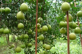 Bưởi đường lá cam Tân Triều. (Ảnh: Sỹ Tuyên/Vietnam+)