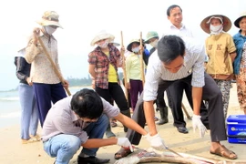 Cơ quan chức năng lấy mẫu tìm nguyên nhân cá chết trên biển. (Ảnh Trần Tĩnh/TTXVN)