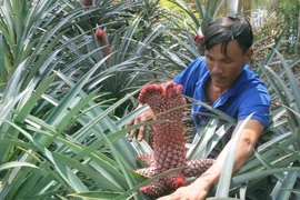 Để dứa phụng có hình dáng đẹp, ông Lưu Văn Lượm, thành phố Vị Thanh (Hậu Giang) phải chăm sóc tỉ mỉ từng quả. (Ảnh: Xuân Dự/TTXVN)