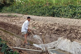 Ảnh minh họa. (Ảnh: Trung Hiếu/TTXVN)