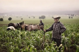 Nông dân Mexico. (Nguồn: triplepundit.com)