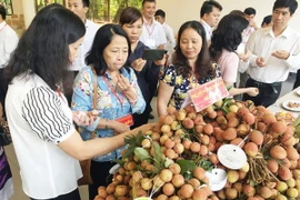 Vải thiều thu hút sự quan tâm của các doanh nghiệp phân phối. (Ảnh: Mỹ Phương/Vietnam+) 